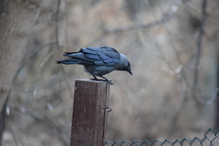 Corvus monedula