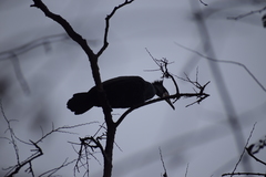 Phalacrocorax carbo