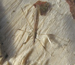 Neides tipularius