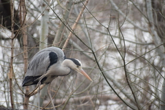 Ardea cinerea