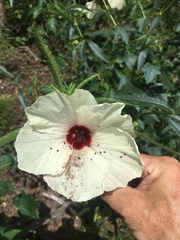 Hibiscus meraukensis