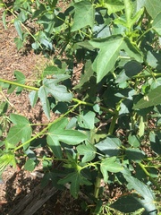 Hibiscus meraukensis