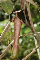 Nepenthes edwardsiana