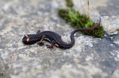 Salamandrina perspicillata