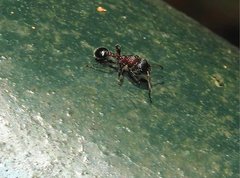 Dilobocondyla fouqueti