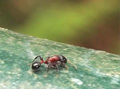Dilobocondyla fouqueti