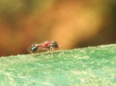 Dilobocondyla fouqueti
