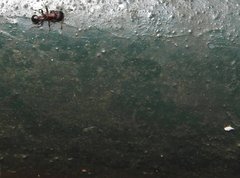 Dilobocondyla fouqueti