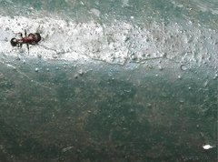 Dilobocondyla fouqueti