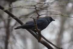 Corvus monedula