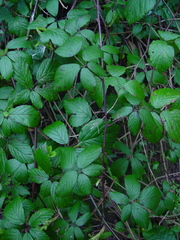 Rubus cissburiensis
