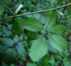 Rubus cissburiensis