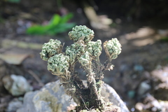 Selaginella tamariscina