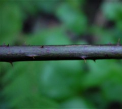 Rubus cissburiensis