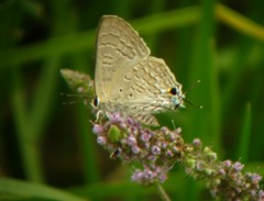 Deudorix livia