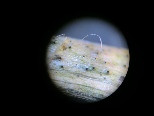 Representative image of Ophiobolus