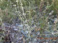 Pergularia tomentosa