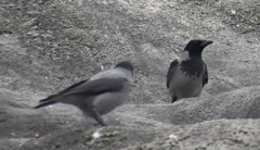 Corvus cornix