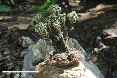 Selaginella tamariscina