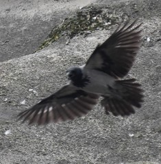 Corvus cornix