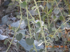 Pergularia tomentosa