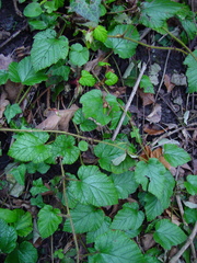 Rubus tricolor