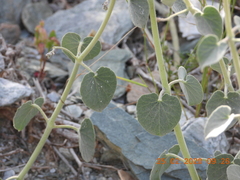 Pergularia tomentosa