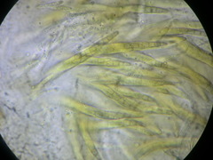 Entodesmium niesslianum