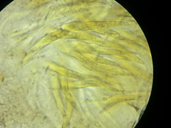 Entodesmium niesslianum