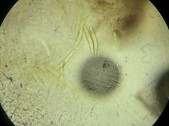 Entodesmium niesslianum