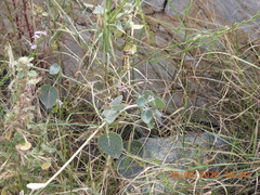 Pergularia tomentosa