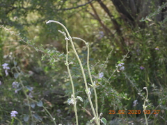 Pergularia tomentosa