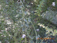 Pergularia tomentosa