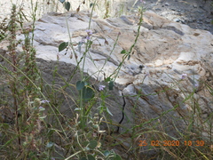 Pergularia tomentosa