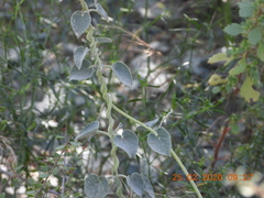 Pergularia tomentosa