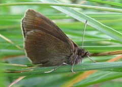 Erebia epiphron
