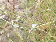 Pergularia tomentosa