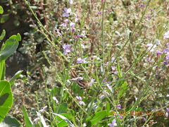 Physorhynchus chamaerapistrum