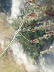 Pergularia tomentosa