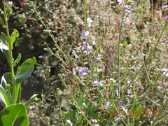 Physorhynchus chamaerapistrum