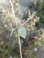 Pergularia tomentosa