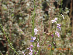 Physorhynchus chamaerapistrum