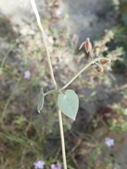 Pergularia tomentosa