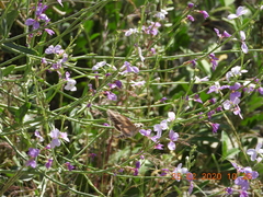 Physorhynchus chamaerapistrum