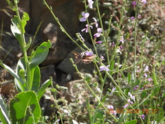 Physorhynchus chamaerapistrum