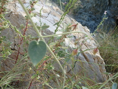 Pergularia tomentosa