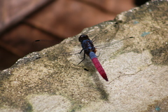 Orthetrum schneideri
