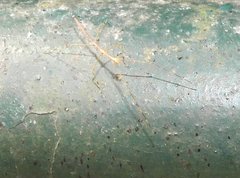 Clitumninae