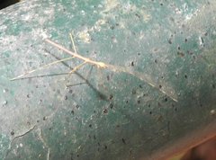 Clitumninae