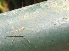 Clitumninae